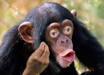 обезьяна с открытым ртом или обезьяна что-то объясняет