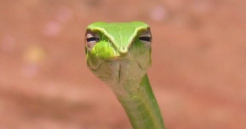 Змея с презрительным взглядом